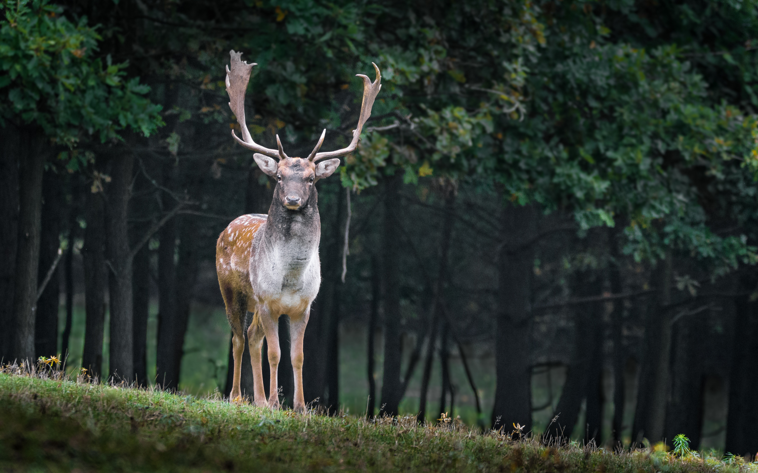 Fallow Deer in the Forest
